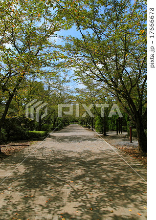 東京・八王子の陵南公園 17666678