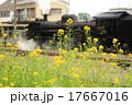 菜の花と363号機 17667016