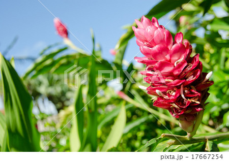 ハワイ マウイ島 リゾート 南国の植物54の写真素材