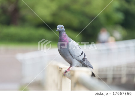 左向きの一羽の鳩 17667366