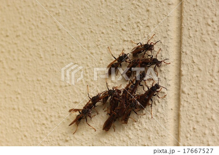 巣から離れたセグロアシナガバチ０３ 17667527