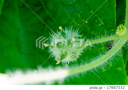 アレチウリの果実 17667532