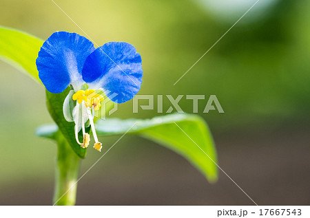 ツユクサ 17667543
