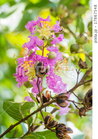 百日紅の花と実 17667548