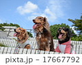 全員集合！ 17667792