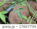南天 17667794