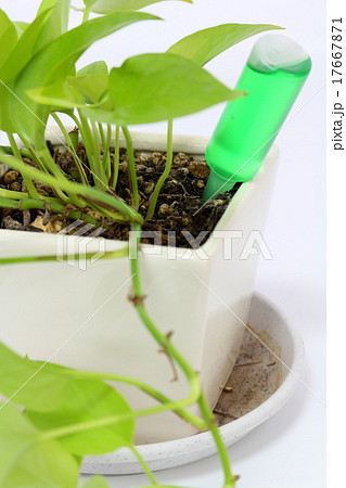 ポトスの白い鉢植えに栄養剤を投与の写真素材