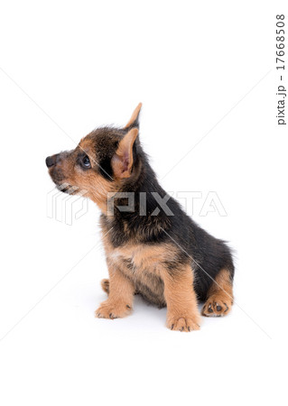 ノーリッチテリアの子犬 17668508