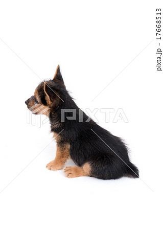 ノーリッチテリアの子犬 ノーリッチテリアの子犬 17668513