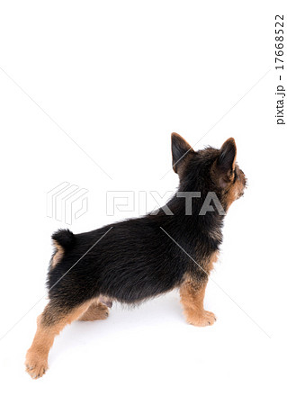 ノーリッチテリアの子犬 ノーリッチテリアの子犬 17668522
