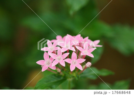 星の花 ペンタス（クササンタンカ） 17668648