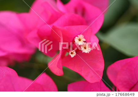 花 ブーゲンビリア 花 ブーゲンビリア 17668649