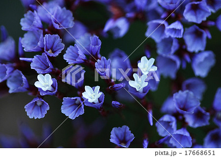 花 タマクルマバソウ アスペルラ オリエンタリス の写真素材