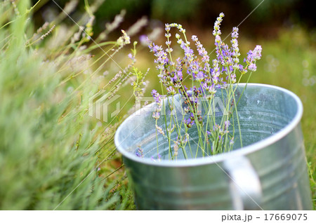 Some lavender in a bucket 17669075