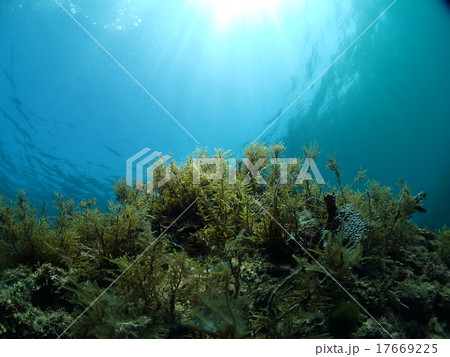 9月に越前の水中から 17669225