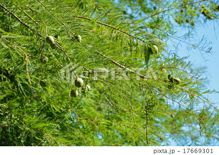 樹木：ラクウショウ　スギ科 17669301