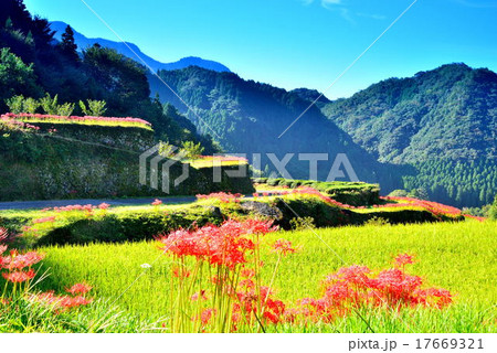 秋の番所棚田 秋の番所棚田 17669321