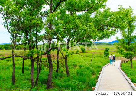 くじゅう坊ガツル・ダテ原湿原 17669401