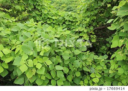 葛の葉 17669414