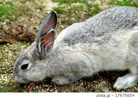 大久野島のうさぎ 大久野島のうさぎ 17670054