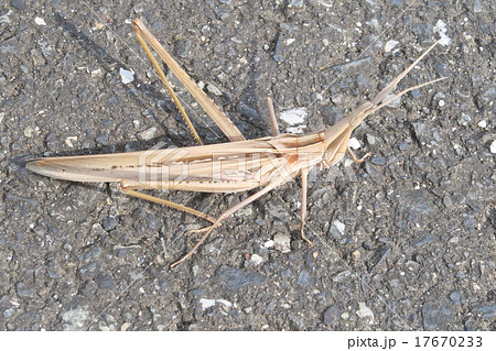 ショウリョウバッタ 17670233