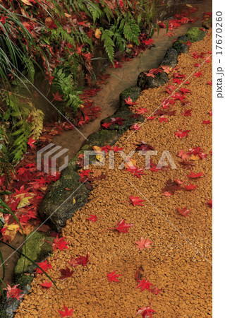 イメージ素材 雨降る秋の紅葉 イメージ素材 雨降る秋の紅葉 17670260