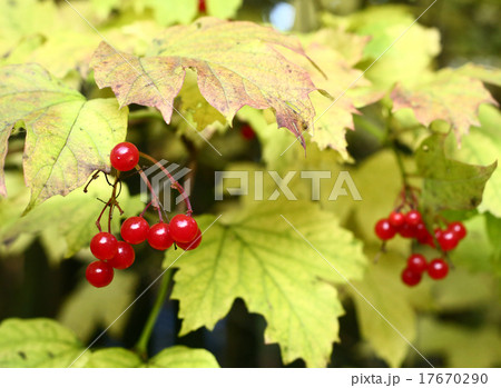 viburnum berries on the autumn leafs background 17670290
