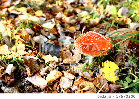 red cap mushroom on the autumn fall forest red cap mushroom on the autumn fall forest 17670300
