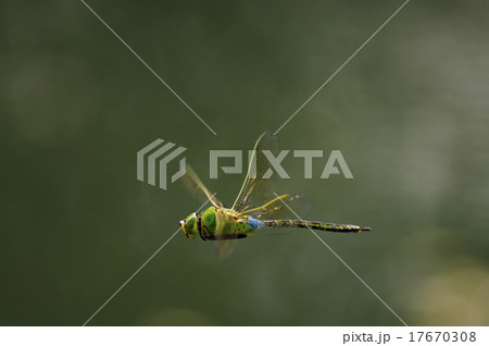 ギンヤンマの飛翔 17670308