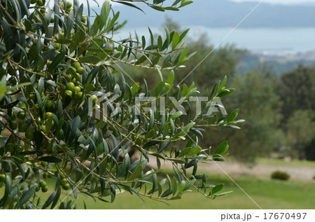 牛窓オリーブ園 17670497