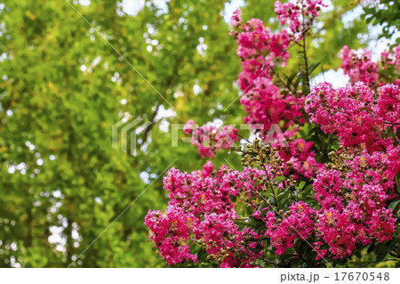 サルスベリの花 サルスベリの花 17670548