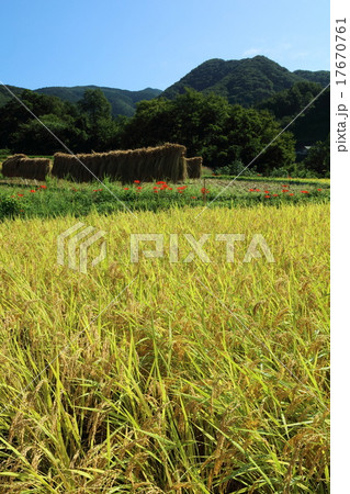 彼岸花咲く寺坂棚田 彼岸花咲く寺坂棚田 17670761