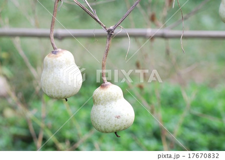 ヒョウタン 17670832