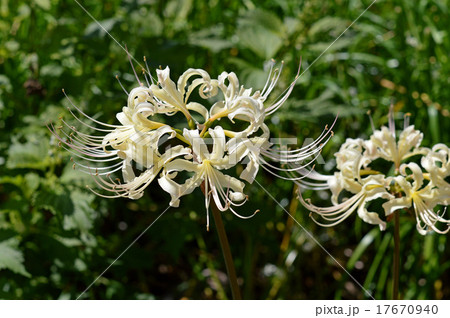 シロバナマンジュシャゲ（白花曼珠沙華） 17670940