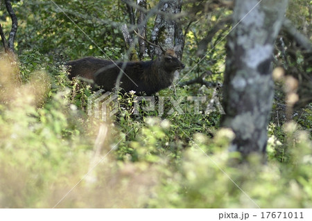 丹沢の鹿 17671011