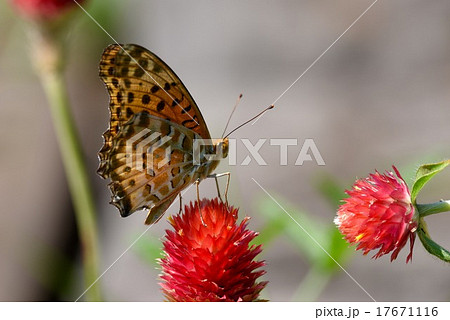 ツマグロヒョウモン（雄）とキバナセンニチコウ 17671116