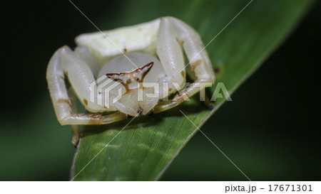 Crab spiders on green leaf Macro shot Crab spiders on green leaf Macro shot 17671301