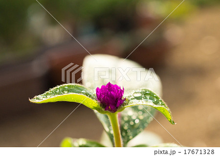 千日紅の苞葉 17671328