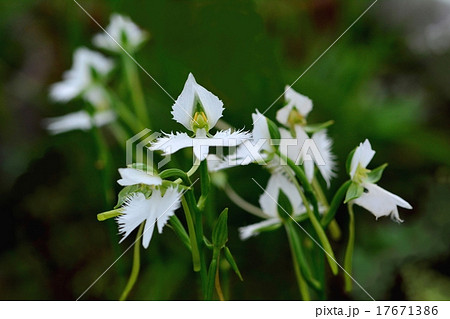 サギソウ 17671386