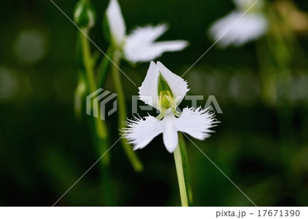 サギソウ 17671390