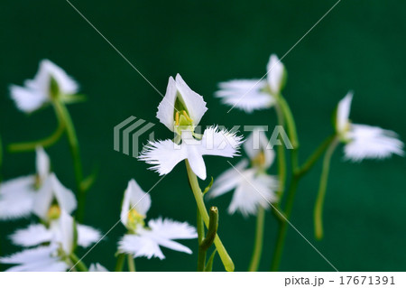 サギソウ 17671391