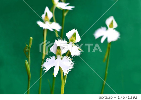 サギソウ 17671392