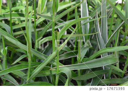 サギソウ 17671393