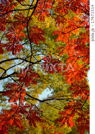 秋のイメージ　日本庭園と紅葉 autumn leaves 17671514