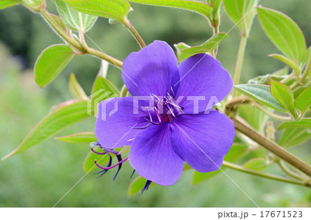 シコンノボタン シコンノボタン 17671523