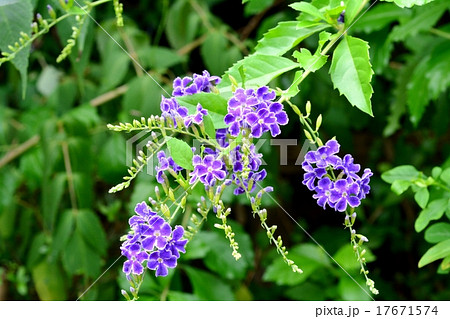 ジュランタ・タカラズカ 17671574