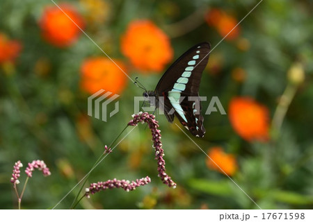 アオスジアゲハとイヌタデ アオスジアゲハとイヌタデ 17671598