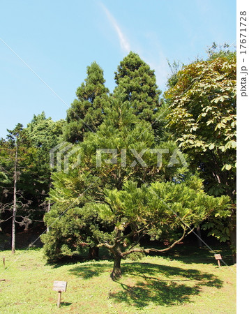 皇居東御苑 ひばの木 皇居東御苑 ひばの木 17671728