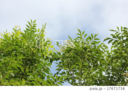 シマトネリコ シマトネリコ 17671738