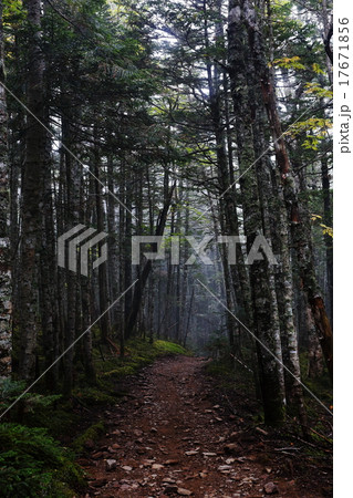 薬師岳へ向かう登山道 17671856